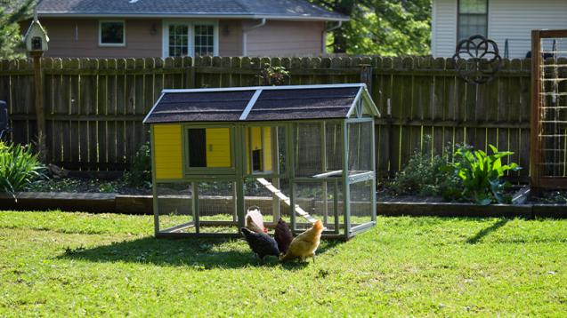 photo of backyard coop